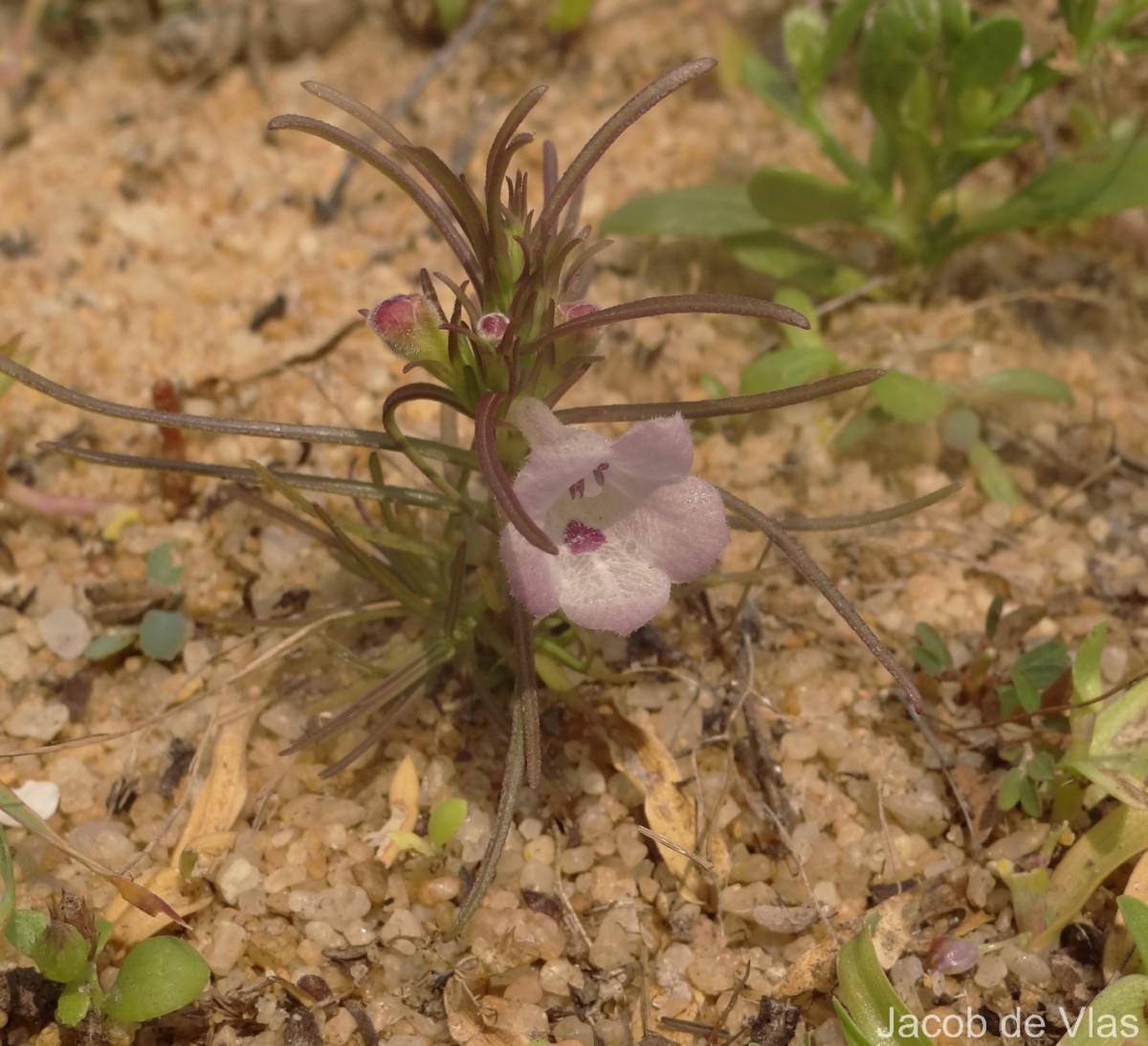 Parasopubia delphiniifolia (L.) H.-P.Hofm. & Eb.Fisch.